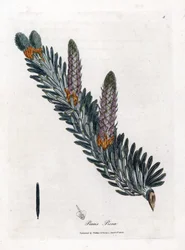 Jodła biała lub pospolita - Jodła pospolita, Abies alba. Ręcznie kolorowany miedzioryt z ilustracji botanicznej autorstwa Jamesa Sowerby