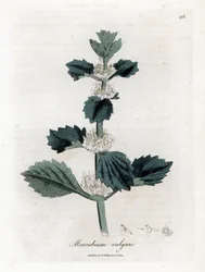 Marrube biała lub pospolita - Szanta zwyczajna, Marubium vulgare. Ręcznie kolorowany miedzioryt z ilustracji botanicznej autorstwa Jamesa Sowerby