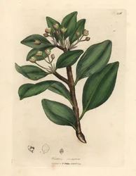 Kora zimy, Wintera aromatica, Drimys winteri