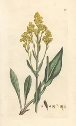 Woad, Isatis tinctoria (Pastel des Dyers ou guede) Ręcznie kolorowany miedzioryt według ilustracji Jamesa Sowerby