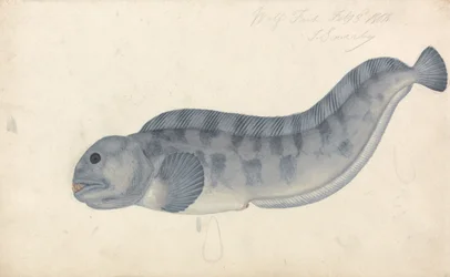 Wilcza Ryba
