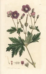 Dziób leśny lub pelargonia leśna, Geranium sylvatium (geranium drzewny) Ręcznie kolorowany miedzioryt według ilustracji Jamesa Sowerby