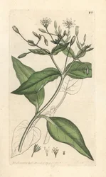 Stichwort Stellaria nemorum Odręczny miedzioryt według ilustracji Jamesa Sowerby