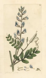 Wyka leśna, Vicia sylvatica (vesce des bois) Miedzioryt ręcznie barwiony na podstawie ilustracji autorstwa Jamesa Sowerby
