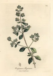 Manjerona doce florida amarela, Origanum majoranapolish