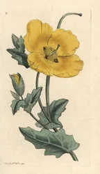 Mak żółtorogi, Glaucium flavum (Chelidonium glaucium) Miedzioryt ręcznie barwiony według ilustracji Jamesa Sowerby