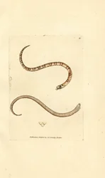 Młody gniewosz plamisty, Coronella austriaca (wąż Dumfriesshire, Coluber dumfrisiensis). Miedzioryt ręcznie barwiony autorstwa Jamesa Sowerby