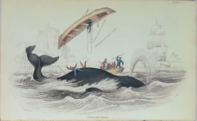 Wieloryb grenlandzki, ilustracja książkowa grawerowana przez William Home Lizars (1788-1859)
