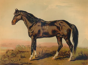 Koń Dongola, ok. 1850, ok. 1879.
