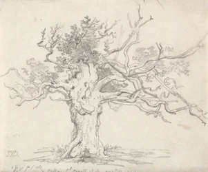 Stunted Oak