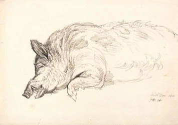 Dzik, śpiący lub martwy, 1814