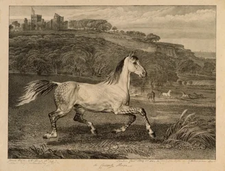 Kozak kozacki, z Celebrated Horses, zestaw czternastu rycin wyścigowych wydanych przez artystę, 1823-24