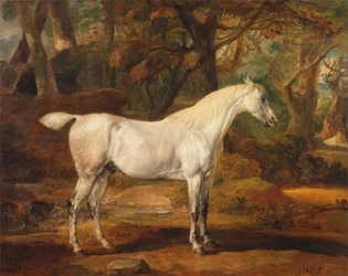 Siwy ogier arabski, własność Sir Watkina Williamsa-Wynna