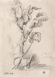Badanie roślin