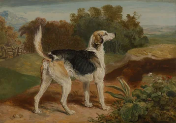 Niszczyciel, jeden z Lambton Hounds
