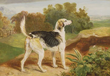 Ravager, jeden z Lambton Hounds (olej na panelu)