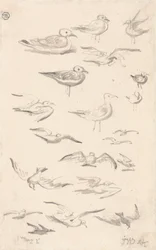 Estudos de Gullspolish