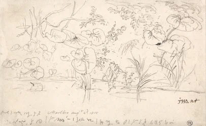 Badania nad roślinami, 2 sierpnia 1815 r.