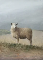 Owce hodowlane