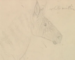 polimento de zebra