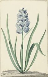 Niebieski hiacynt Franciscus Primus
