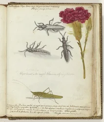 Chrząszcz holenderski i konik polny z jawajskiego ryżu