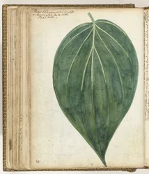 Betelblad
