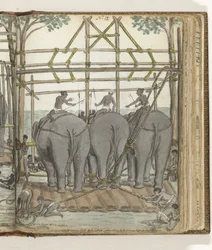 Oswajanie dzikiego słonia w tymczasowej stajni, widok z tyłu