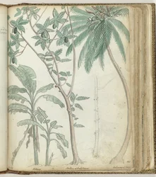 Drzewa tropikalne