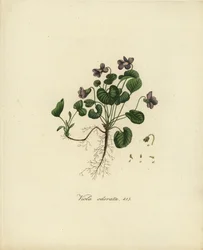 Słodki fiołek lub fiołek angielski, Viola odorata