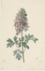 Kwitnący Corydalis bulbosa