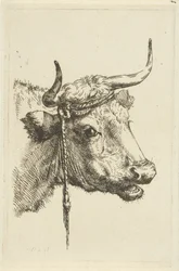 Głowa krowy