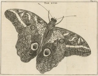 Surinamski olbrzymi motyl XVIII