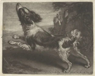 Biegnący pies, prawdopodobnie spaniel