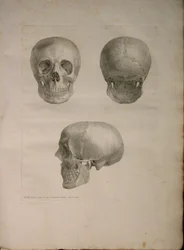 Albinus II, Pl. I, ilustracja z "Tabulae ossium humanorum", Bernhard Siegfried Albinus (1697-1770), 1729, opublikowana przez J.undH. Verbeek, bibliop. 1753, Leiden