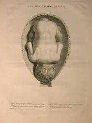 Albinus, Macica, Pl. III, ilustracja z „Tables of human bones” Bernharda Siegfrieda Albinusa (1697-1770), wydanej przez J.undH. Verbeek, bibliop., Leiden, 1748