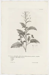 Lobelia cliffortiana Lobelia o wyprostowanej łodydze, sercowatych liściach z podłużnymi ząbkowanymi ogonkami, kończącymi się baldachogronami. Ogród. Klif. 426. sp. 3 (tytuł na obiekcie)