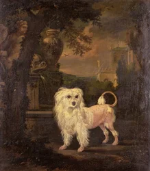 Lowchen przy fontannie