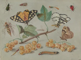 Studium motyli i owadów, c. 1655.