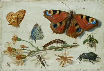 Trzy motyle, chrząszcz i inne owady, z wyciętą krostnicą, początek lat 50. XVII wieku