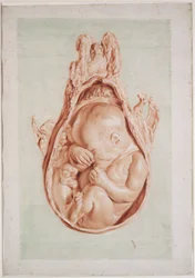 Ms Hunter 658, tablica XII, rysunek do dzieła Williama Huntera (1718-83) „Anatomia ciężarnej ludzkiej macicy”, 1774