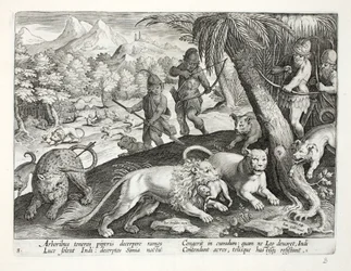 Indianie strzelają do lwów ze strzałami, które chwytają małpy w pyski, ilustracja z „Venationes, Ferarum, Avium, Piscium” (O polowaniu: dzikie zwierzęta, ptaki, ryby), rytowana przez Jana Collaerta (15