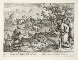 Włoskie żmije jedzące ropuchy, tablica 60, ilustracja z „Venationes, Ferarum, Avium, Piscium” (O polowaniach: dzikie zwierzęta, ptaki, ryby), sztych. Jan Collaert (1566-1628), wyd. przez Phillipusa Gallaeusa,