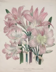 Belladonna Lily: Amarylis belladonna