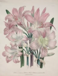 Belladonna Lily: Amarylis belladonna.