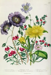 Calandrinia, tablica 18 z "The Ladies