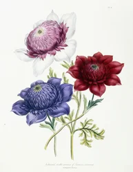 Uprawiane podwójne odmiany anemonu wieńcowego, 1843-49