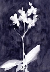 Orchid Impression in Dark Blue Gray, ok. 2019 (akwarela na papierze)