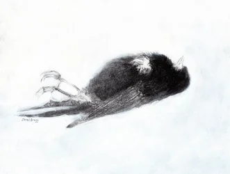 Wrażliwość i śmierć zimą (Dead Bird by my Stairwell II, ok. 2019) węgiel i gesso na papierze)