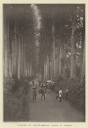 Aleja sosen Cryptomeria w Nikko